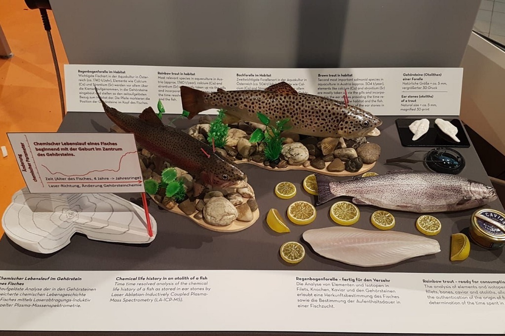 Headerbild Fische in Vitrine