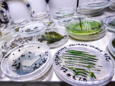 microalgae-biomass-2-hp